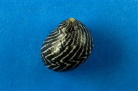 藏品(蜑螺)的圖片